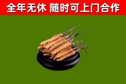 龙胜县回收散虫草