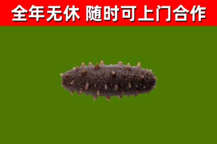 龙胜县回收海参干